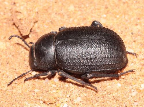 Réf. 274 829 : Pimelia echidna
